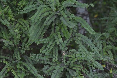 Sophora chathamica, photographed by Christopher Stephens