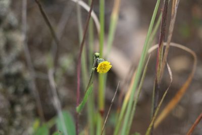 Hieracium avilae, photographed by Jairo Pinto