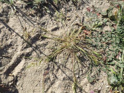 Schismus barbatus, photographed by Amy