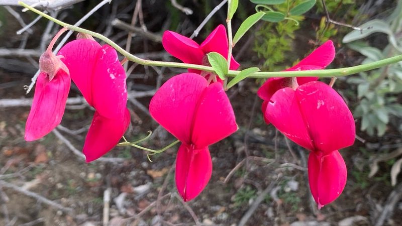 Lathyrus splendens, photographed by James Fowler