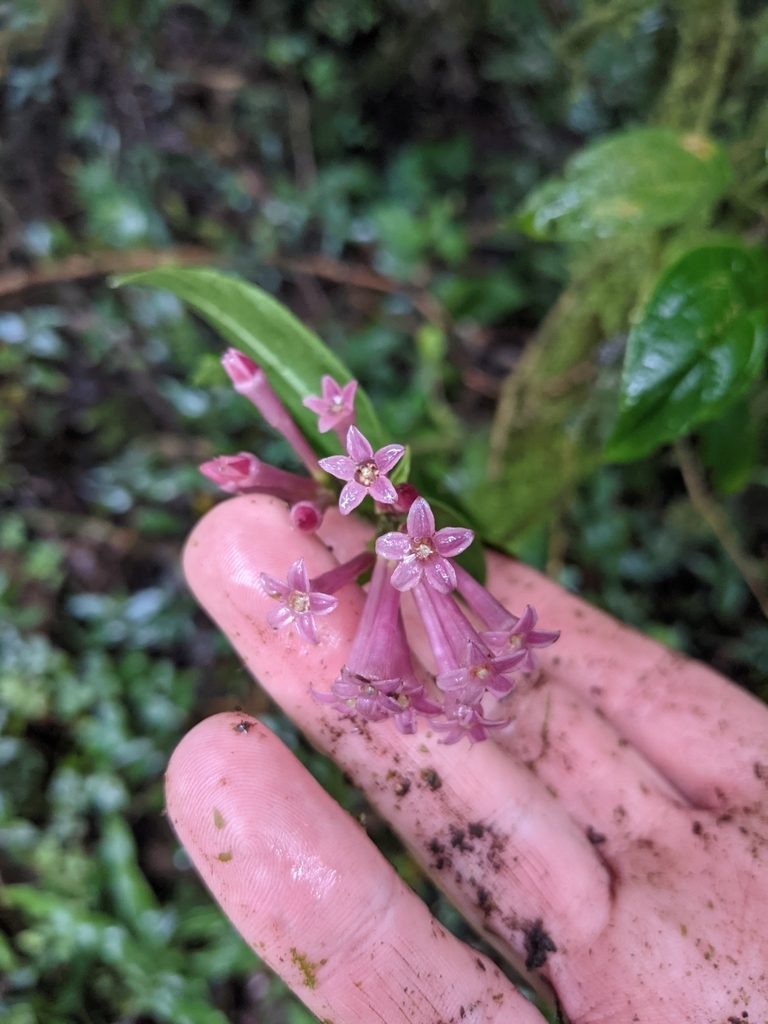 Cestrum poasanum, photographed by Jake Rehage