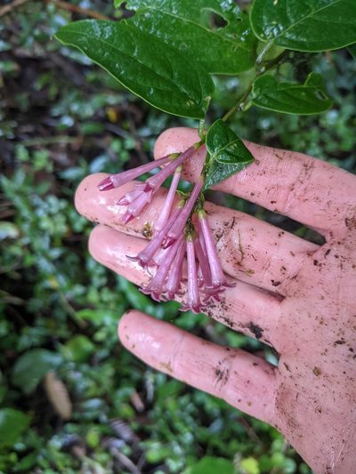 Cestrum poasanum, photographed by Jake Rehage