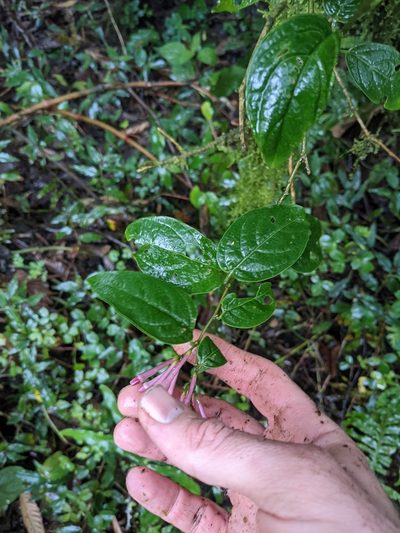 Cestrum poasanum, photographed by Jake Rehage