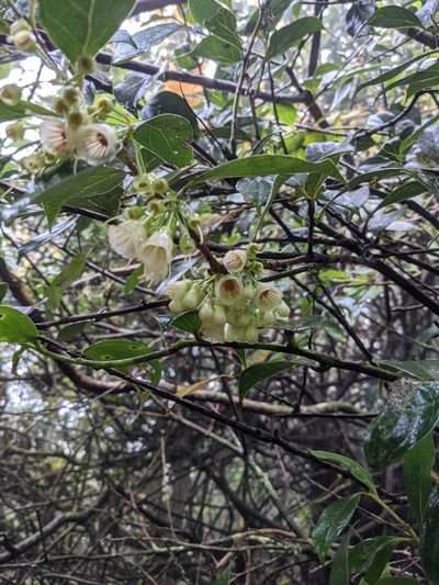 Vaccinium poasanum, photographed by Jake Rehage