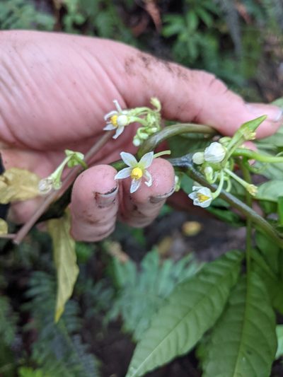 Solanum trizygum, photographed by Jake Rehage
