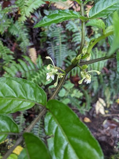 Solanum trizygum, photographed by Jake Rehage