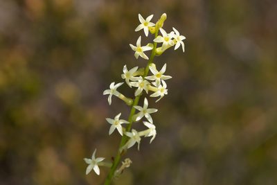 Stackhousia aspericocca, photographed by Kym Nicolson