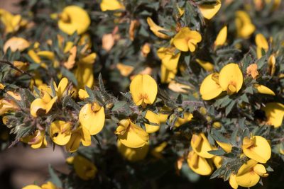 Pultenaea involucrata, photographed by Kym Nicolson
