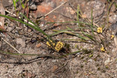 Lomandra sororia, photographed by Kym Nicolson