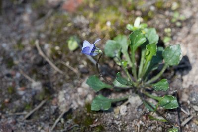Viola sieberiana, photographed by Kym Nicolson