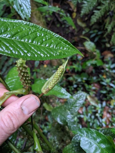 Anthurium microspadix, photographed by Jake Rehage