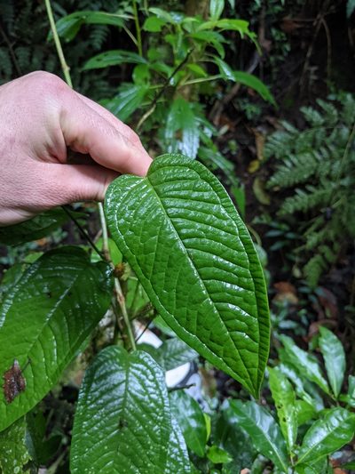 Anthurium microspadix, photographed by Jake Rehage