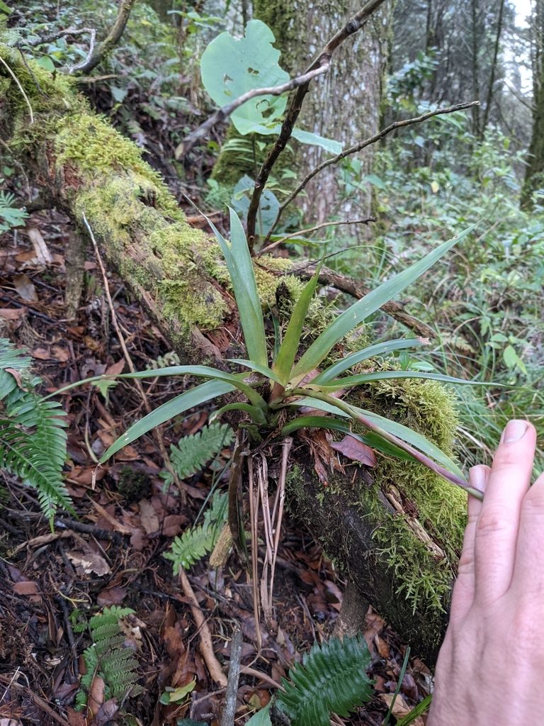 Werauhia subsecunda, photographed by Jake Rehage