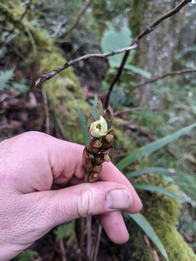 Werauhia subsecunda, photographed by Jake Rehage