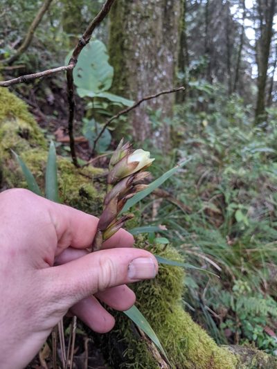 Werauhia subsecunda, photographed by Jake Rehage