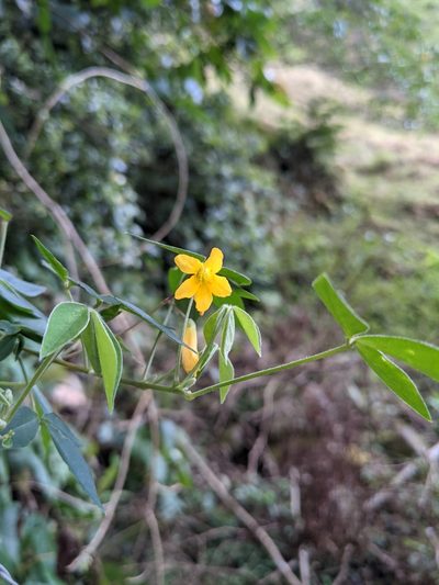 Oxalis rhombifolia, photographed by Jake Rehage