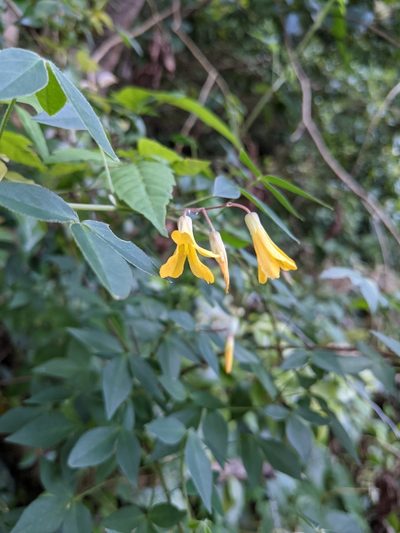 Oxalis rhombifolia, photographed by Jake Rehage