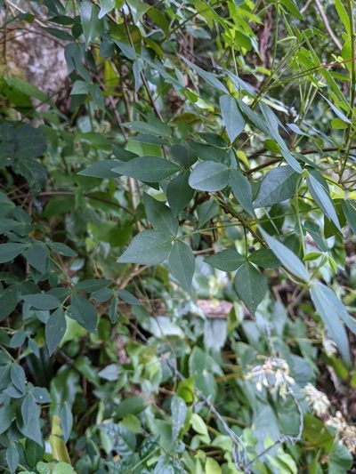 Oxalis rhombifolia, photographed by Jake Rehage