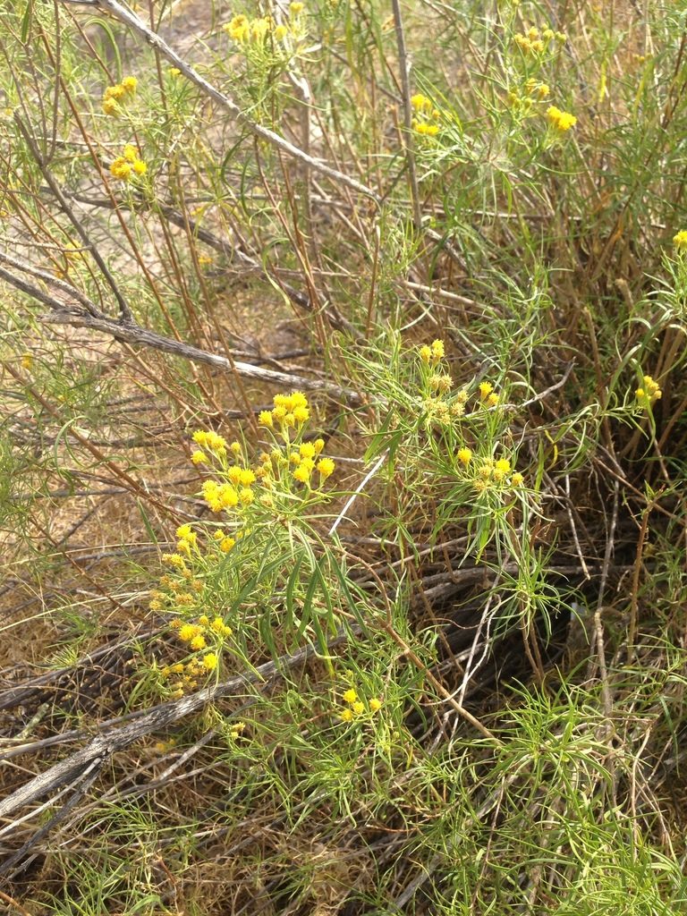 Varilla mexicana, photographed by Oscar C. González Martínez