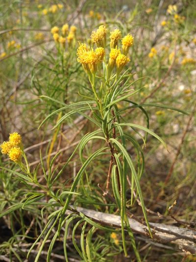 Varilla mexicana, photographed by Oscar C. González Martínez