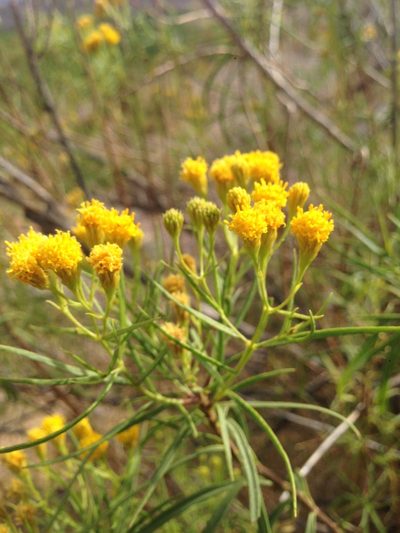 Varilla mexicana, photographed by Oscar C. González Martínez