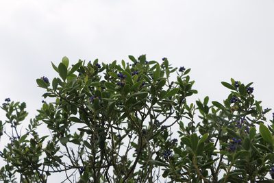 Monnina salicifolia, photographed by Jairo Pinto