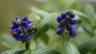 Monnina salicifolia, photographed by Jairo Pinto