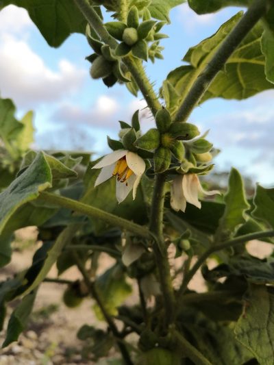 Solanum hirtum, photographed by Ana Nuño
