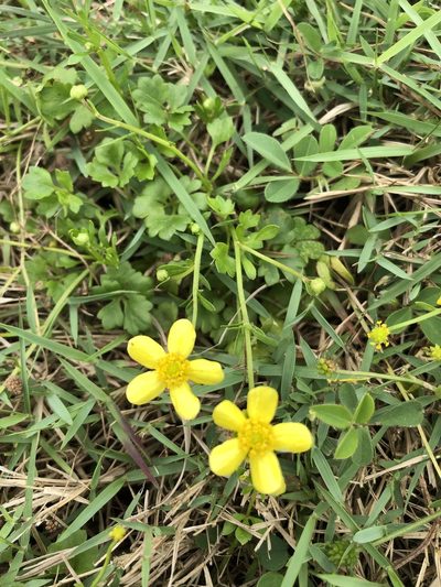 Ranunculus ternatus, photographed by 鄭雪雲