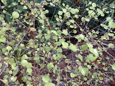 Coprosma arborea, photographed by nick_goldwater