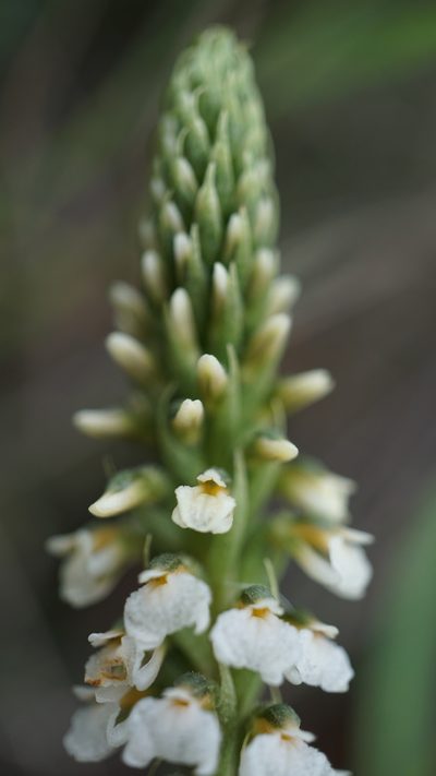 Cyclopogon peruvianus, photographed by Jairo Pinto