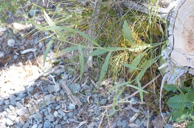 Senecio dunedinensis, photographed by Jon Sullivan