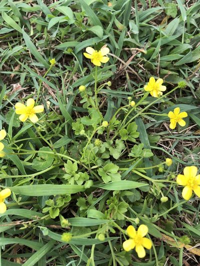 Ranunculus ternatus, photographed by 鄭雪雲