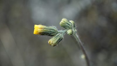 Hieracium avilae, photographed by Jairo Pinto