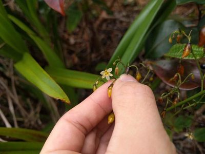 Dianella sandwicensis, photographed by Kevin Faccenda