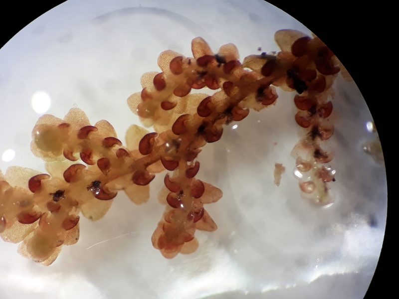 Frullania falciloba, photographed by Leon Perrie