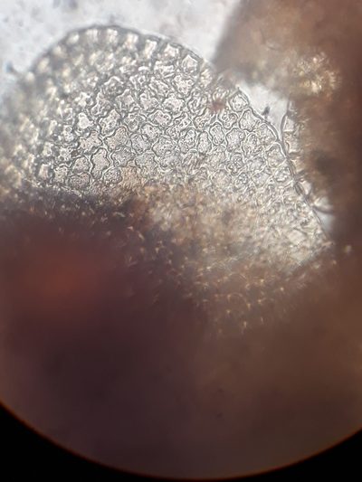 Frullania falciloba, photographed by Leon Perrie