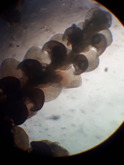 Frullania falciloba, photographed by Leon Perrie