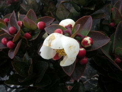 Schima brevifolia, photographed by Chris Yesson