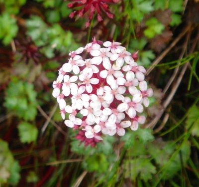 Trachymene scapigera, photographed by Chris Yesson