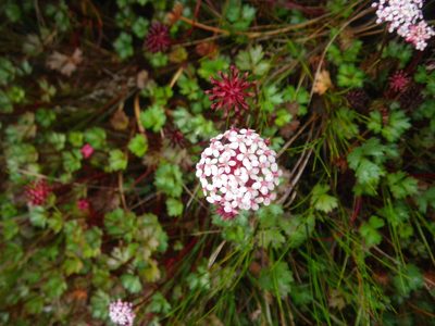 Trachymene scapigera, photographed by Chris Yesson