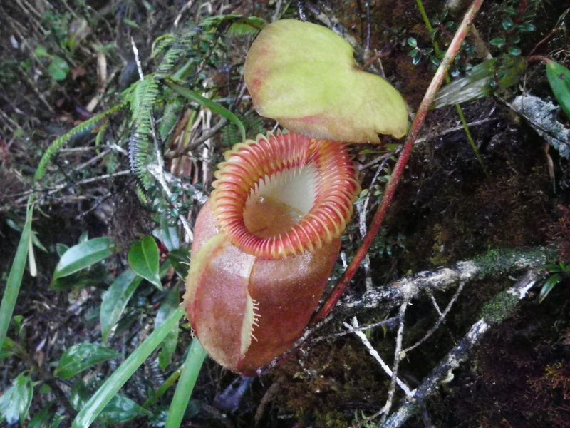 Nepenthes villosa, photographed by Chris Yesson
