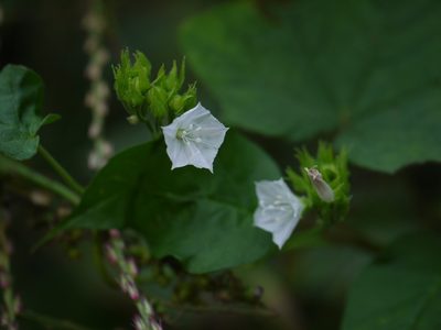 Jacquemontia paniculata, photographed by Dinesh Valke