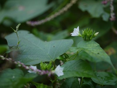 Jacquemontia paniculata, photographed by Dinesh Valke