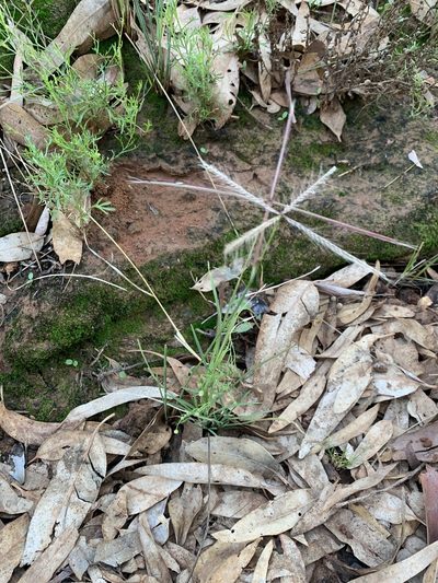 Chloris pectinata, photographed by Guy Taseski