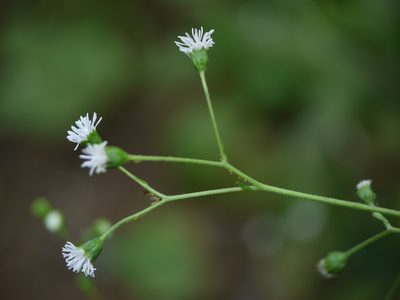 Adenostemma lavenia, photographed by Dinesh Valke