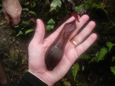 Nepenthes tentaculata, photographed by Chris Yesson