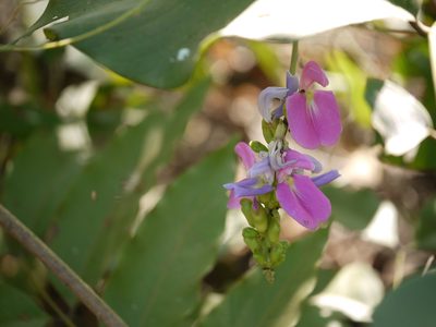 Canavalia gladiata, photographed by Dinesh Valke
