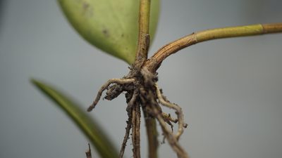 Stelis sclerophylla, photographed by Jairo Pinto