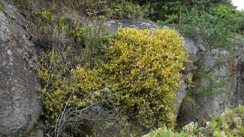 Stelis sclerophylla, photographed by Jairo Pinto